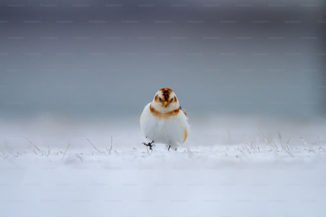 https://img3.utuku.imgcdc.com/650x0/news/20250810/73bc8932-5f0a-4400-b973-5dfbcc15731e.jpg